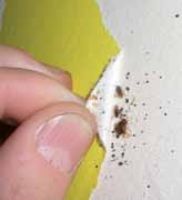 fumigacion contra chinches 